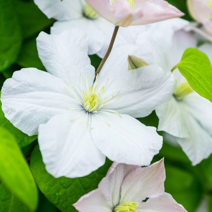 Bosrank - Clematis 'Mevrouw Le Coultre'