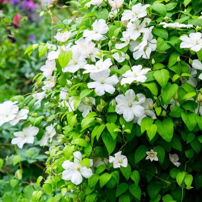 Bosrank - Clematis 'Mevrouw Le Coultre'