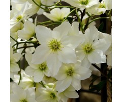Bosrank - Clematis 'Joe'