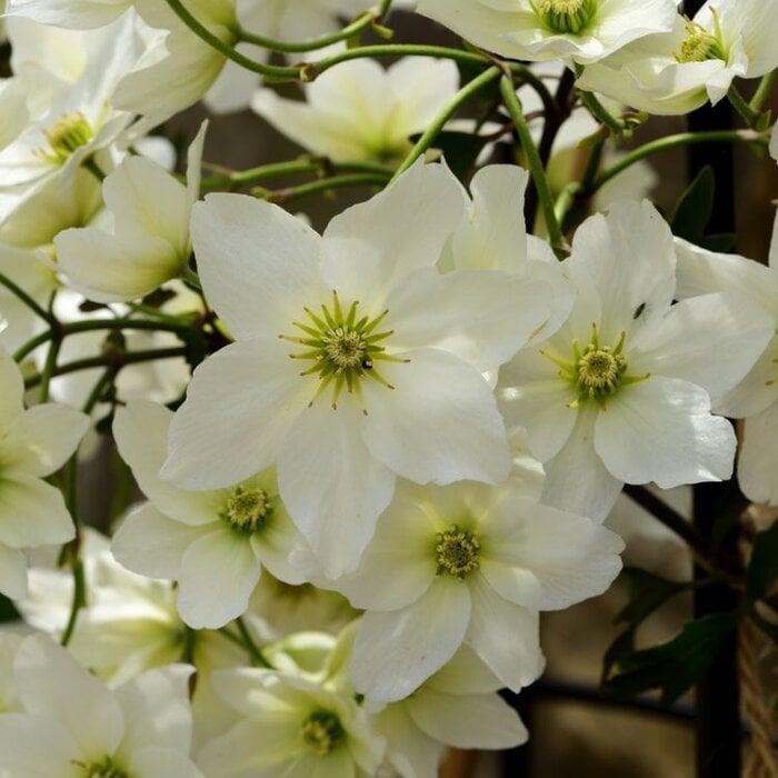 Bosrank - Clematis 'Joe'