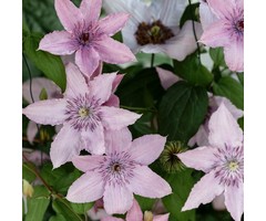 Bosrank - Clematis 'Hagley Hybrid'