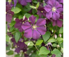 Bosrank - Clematis 'Etoile Violette'