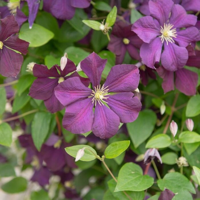 Bosrank - Clematis 'Etoile Violette'