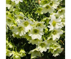 Bosrank - Clematis 'Early Sensation'