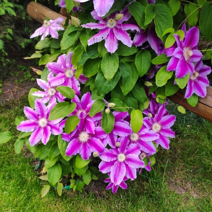 Bosrank - Clematis 'Dr Ruppel'