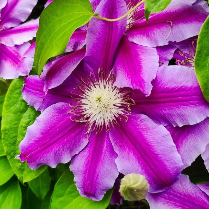 Bosrank - Clematis 'Dr Ruppel'
