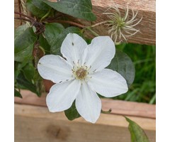 Bosrank - Clematis 'Destiny'
