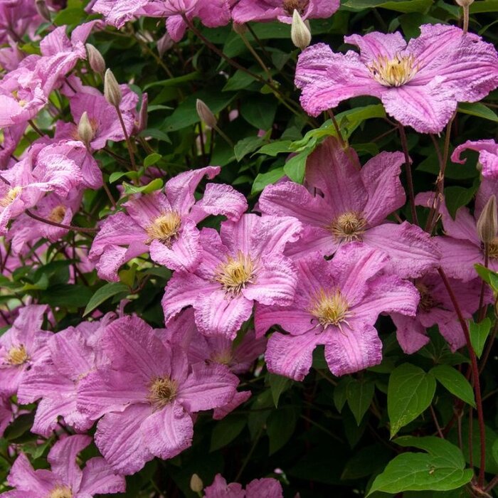 Bosrank - Clematis 'Comtesse de Bouchaud'