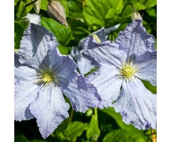 Bosrank - Clematis 'Blekitny Aniol'