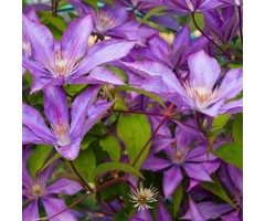 Bosrank - Clematis 'Bagatelle'