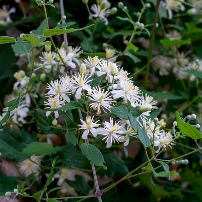 Bosrank - Clematis vitalba