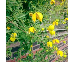 Bosrank - Clematis tibetana tangutica