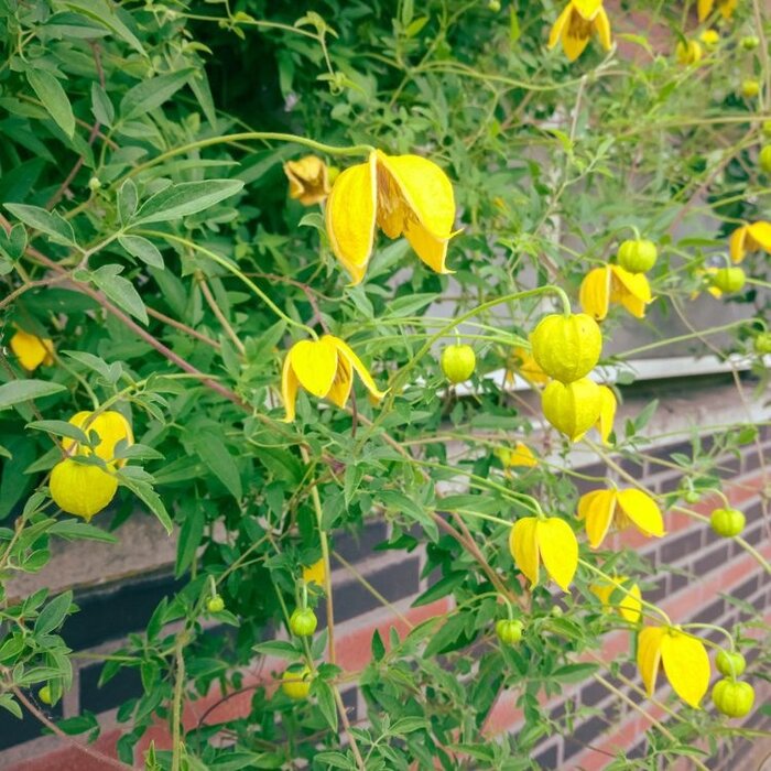 Bosrank - Clematis tibetana tangutica