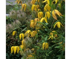 Bosrank - Clematis orientalis