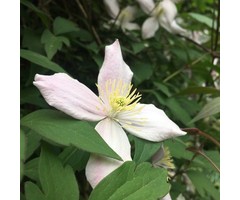 Bosrank - Clematis montana wilsonii