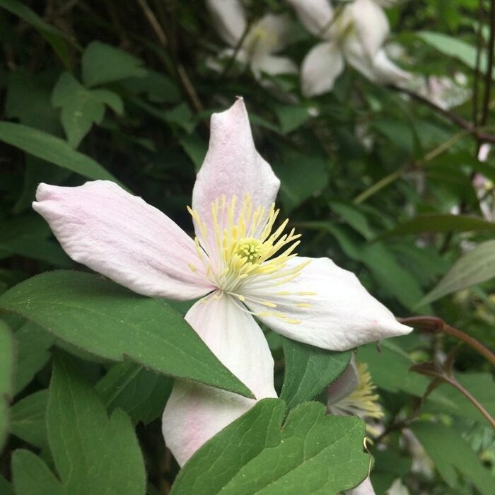 Bosrank - Clematis montana wilsonii