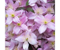 Bosrank - Clematis montana 'Tetrarose'