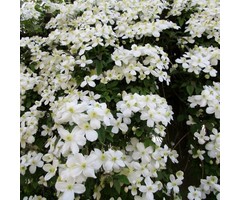 Bosrank - Clematis montana 'Superba'