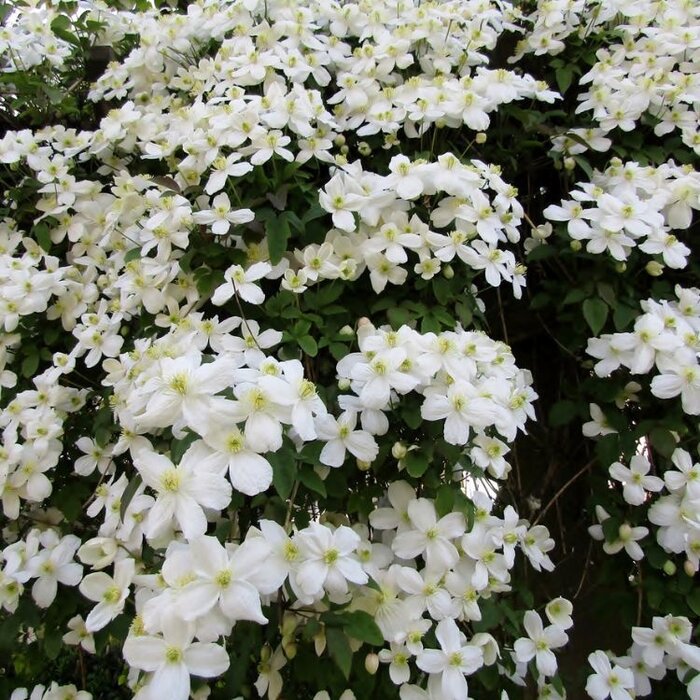 Bosrank - Clematis montana 'Superba'