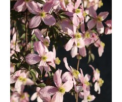 Bosrank - Clematis montana rubens
