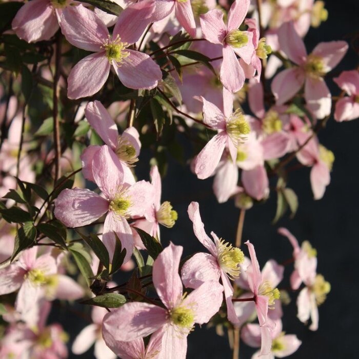 Bosrank - Clematis montana rubens