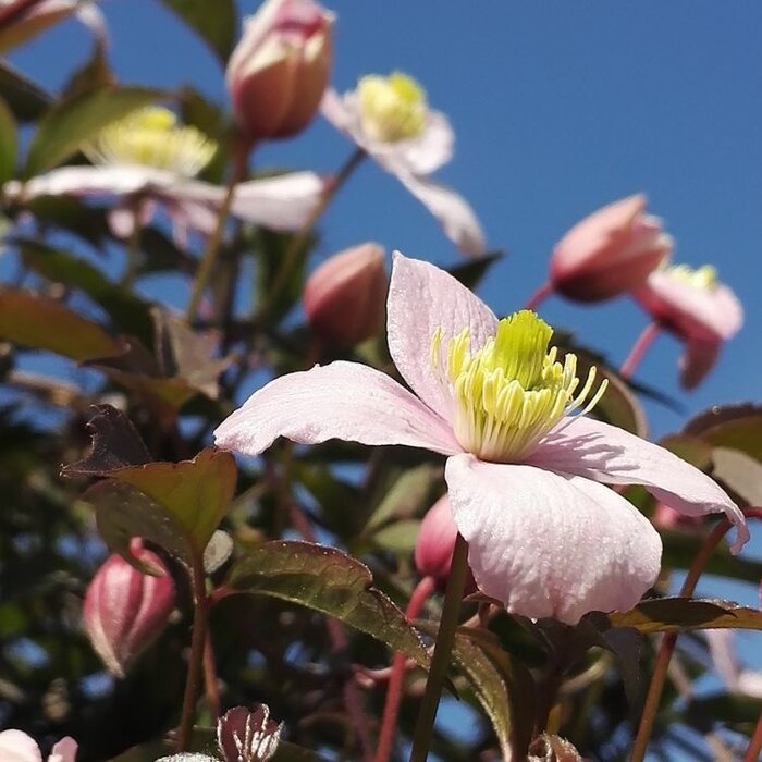 Bosrank - Clematis montana 'Mayleen'