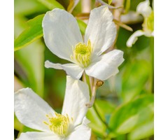 Bosrank - Clematis montana 'Grandiflora'