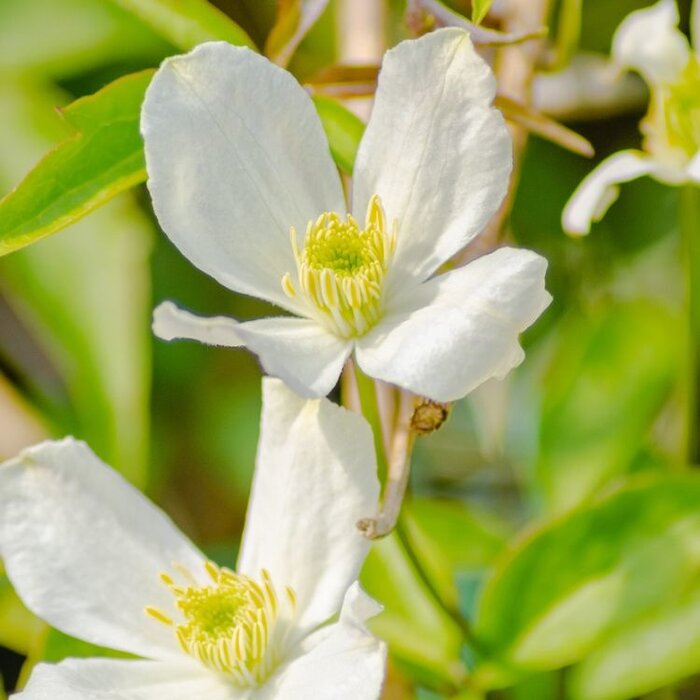 Bosrank - Clematis montana 'Grandiflora'