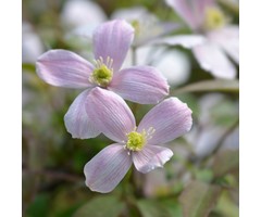 Bosrank - Clematis montana 'Fragant Spring'