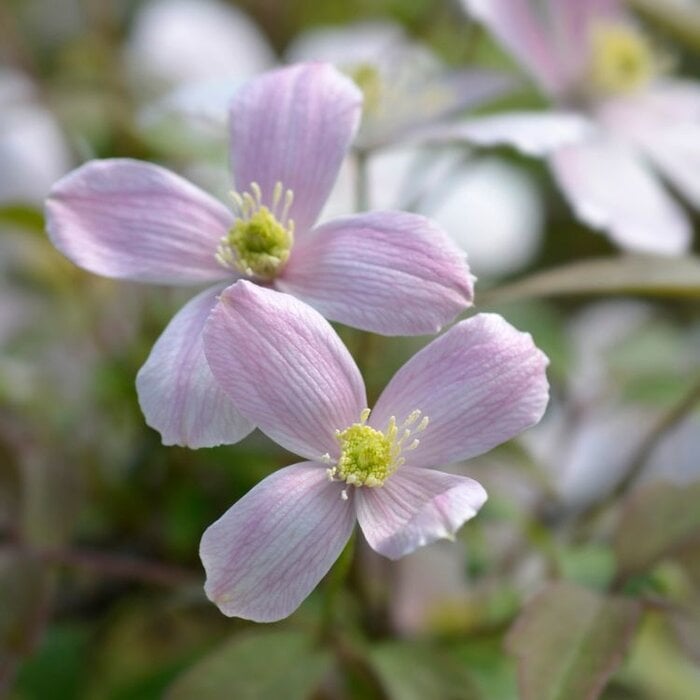 Bosrank - Clematis montana 'Fragant Spring'