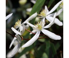 Bosrank - Clematis armandii 'Snowdrift'