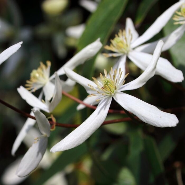 Bosrank - Clematis armandii 'Snowdrift'