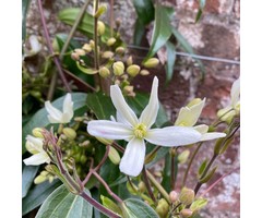 Bosrank - Clematis armandii