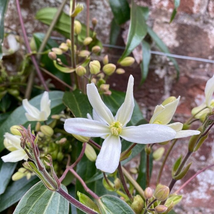 Bosrank - Clematis armandii