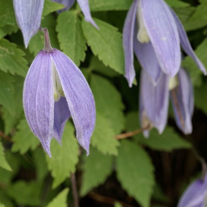 Bosrank - Clematis alpina 'Pamela Jackman'