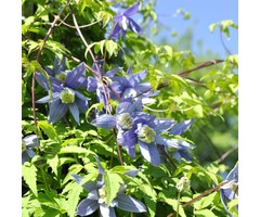Bosrank - Clematis alpina 'Frances Rivis'
