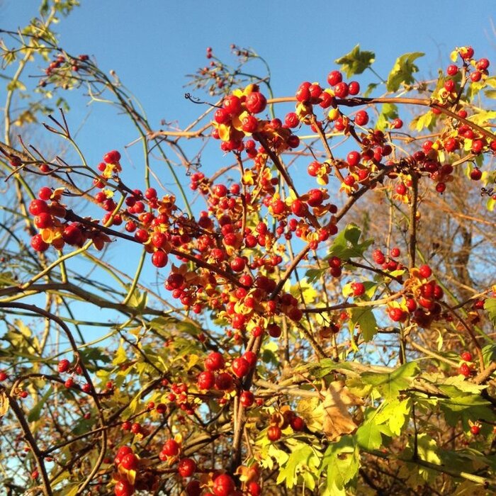 Aziatische boomwurger - Celastris orbiculatis