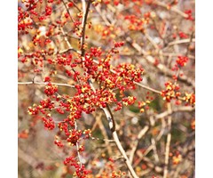 Aziatische boomwurger - Celastris orbiculatis