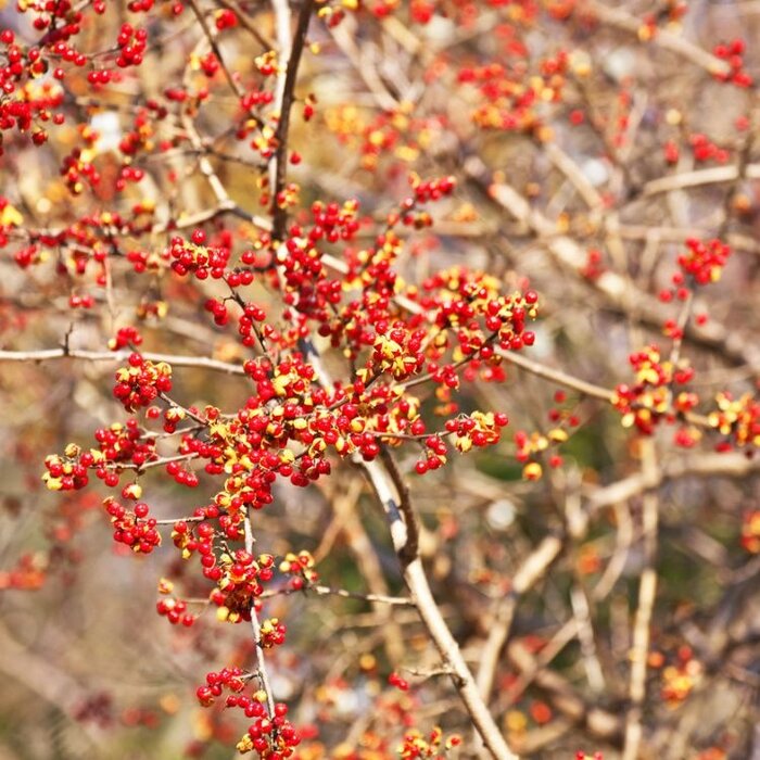 Aziatische boomwurger - Celastris orbiculatis