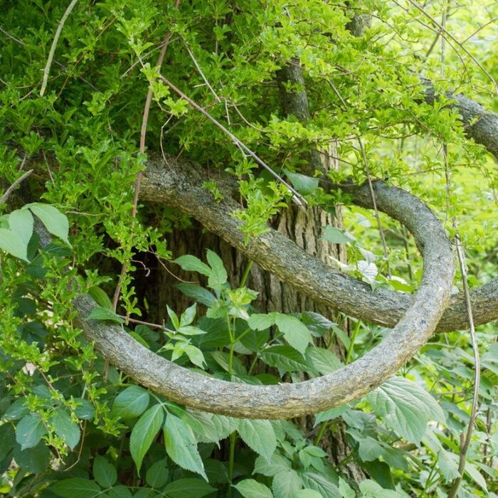 Aziatische boomwurger - Celastris orbiculatis