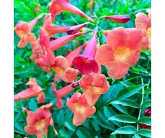 Trompetbloem - Campsis tagliabuana 'Mme Galen'