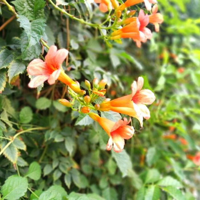 Trompetbloem - Campsis tagliabuana 'Indian Summer'