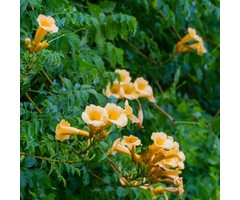 Trompetbloem - Campsis radicans 'Yellow Trumpet'