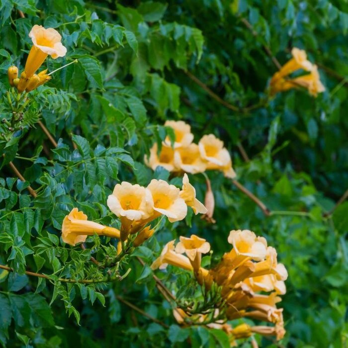Trompetbloem - Campsis radicans 'Yellow Trumpet'