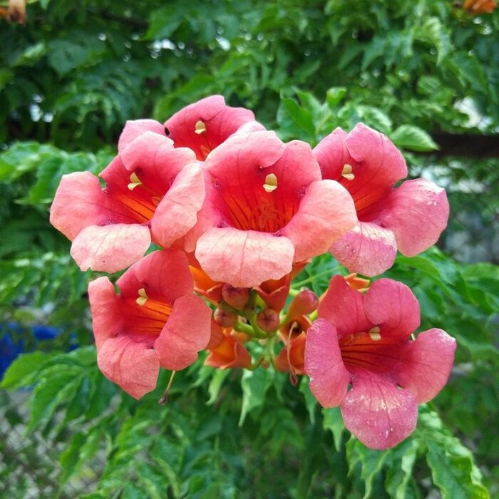 Trompetbloem - Campsis radicans 'Flamenco'