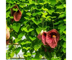 Duitse pijp - Aristolochia macrophylla