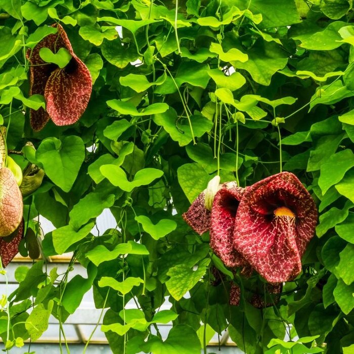 Duitse pijp - Aristolochia macrophylla