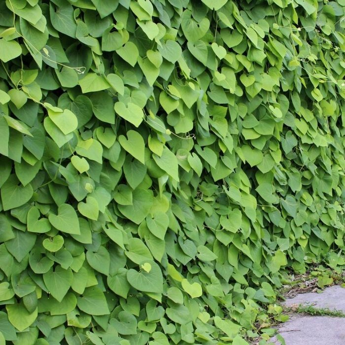 Duitse pijp - Aristolochia macrophylla