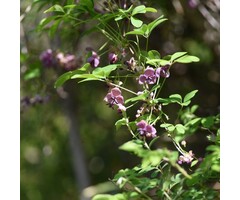 Schijnaugurk - Akebia quinata