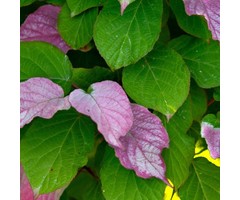 Sierkiwi - Actinidia kolomikta